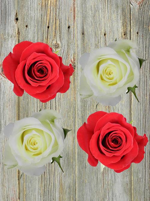CHRISTMAS PACK 150  FREEDOM AND 50  WHITE ASSORTED ROSES